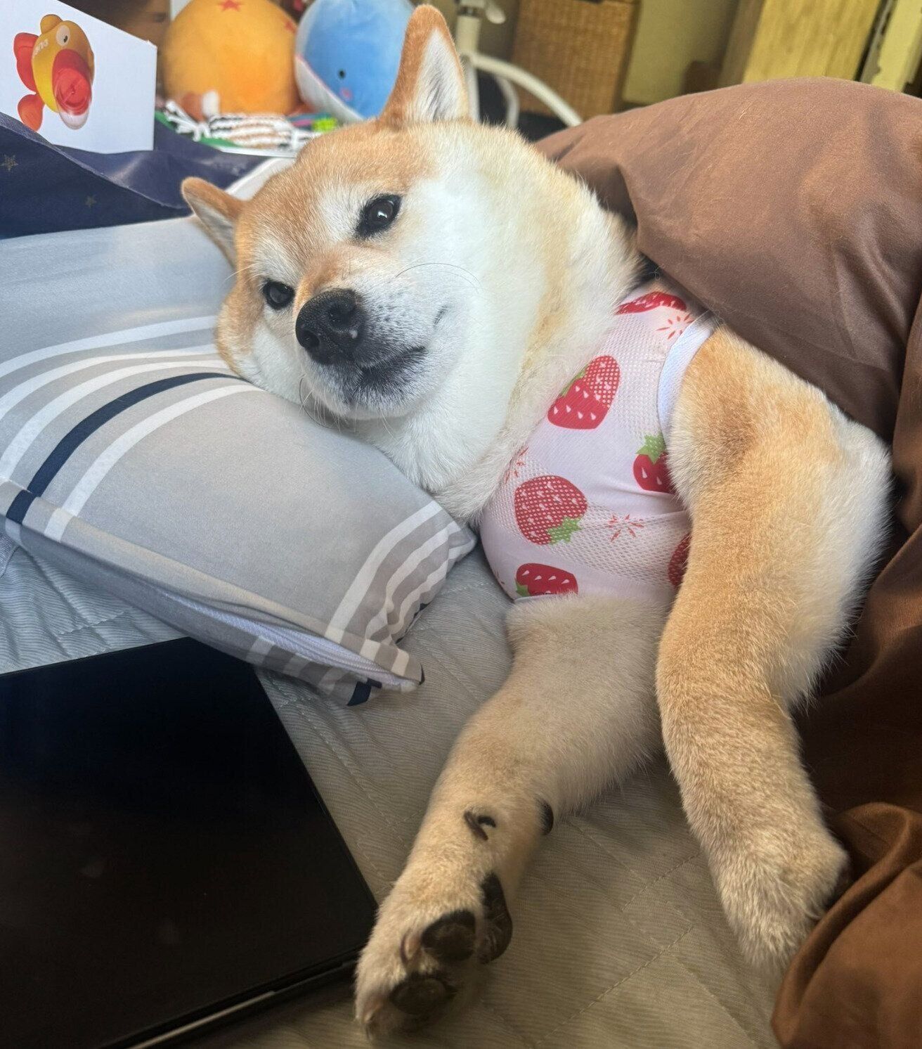 まったりするおもちくん