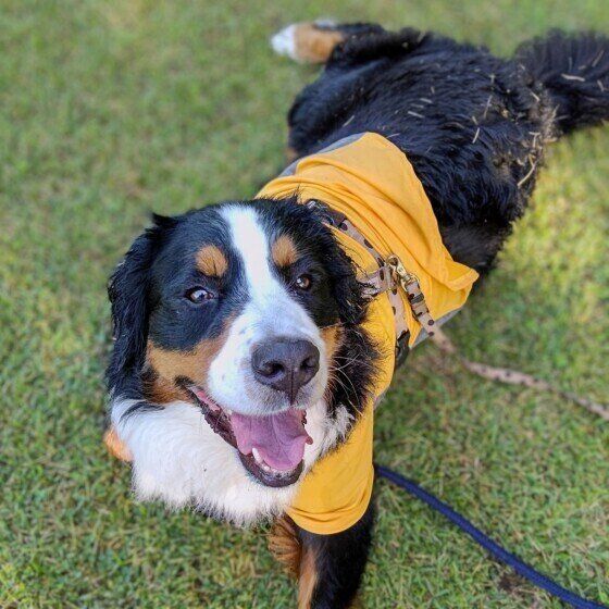 犬にあげてもOK？ NG？ 知っておきたい夏の食べ物と与え方の注意点 いぬのきもち