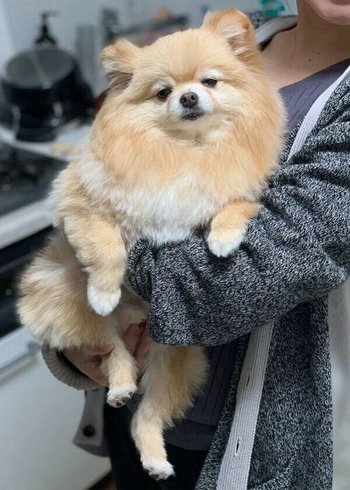 タイミングじゃないときに抱っこされて不満げなポメくん