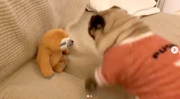 ぬいぐるみを見て興奮するぱぐぞうくん