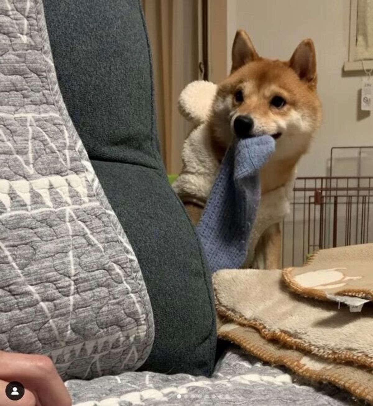 靴下見つけちゃった と見せびらかす犬 かまってちゃん な行動の数々にキュンとする いぬのきもちweb Magazine 靴下見つけちゃった と見せびらかす犬 かまってちゃん な行動の数々にキュンとする いぬのきもちweb Magazine