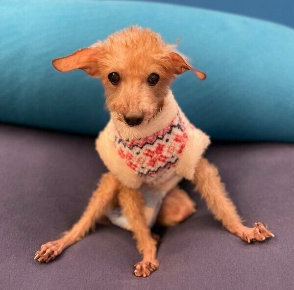 見つめるこむぎじいちゃん