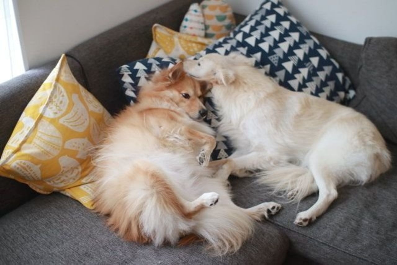 犬がさらに愛おしくなる本 穴澤賢の犬のはなし いぬのきもちweb Magazine 犬がさらに愛おしくなる本 穴澤賢の犬のはなし いぬのきもちweb Magazine