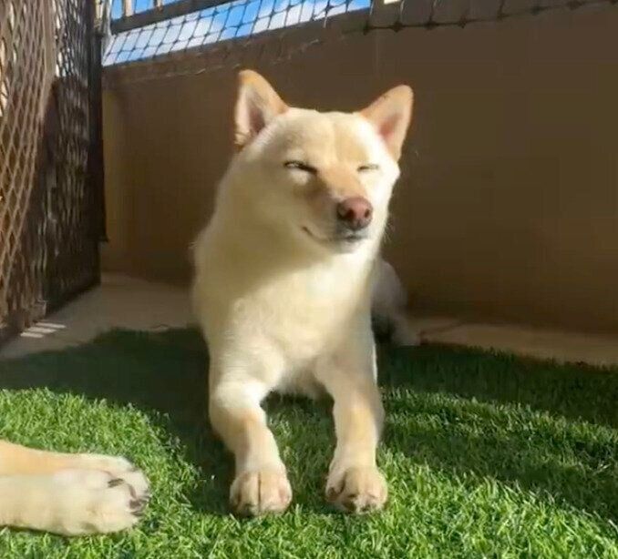 ひなたぼっこを満喫するふぐちゃん。