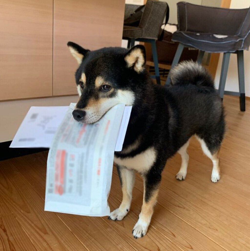 電気料金とふるさと納税の通知の2つをくわえるロクくん