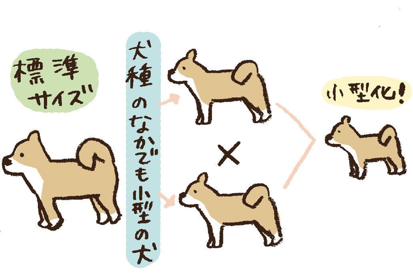 犬の毛色や体格ってどう決まるの 犬の遺伝のフシギに迫る いぬのきもちweb Magazine