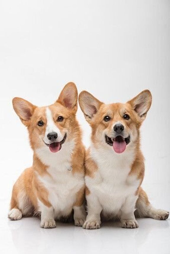 ウェルシュ・コーギー・ペンブローク