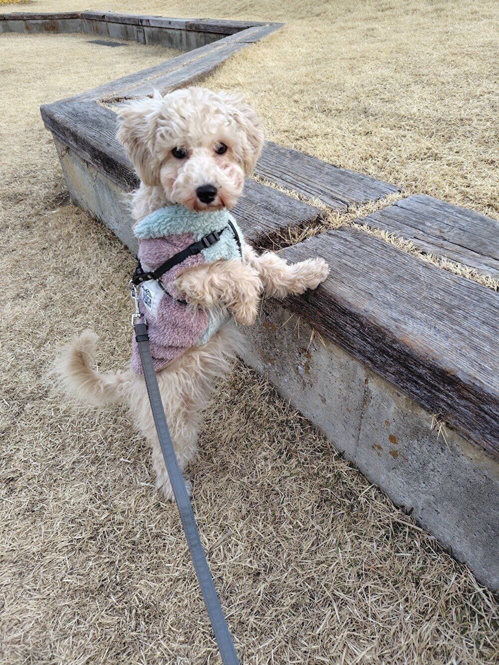 生後5カ月の犬