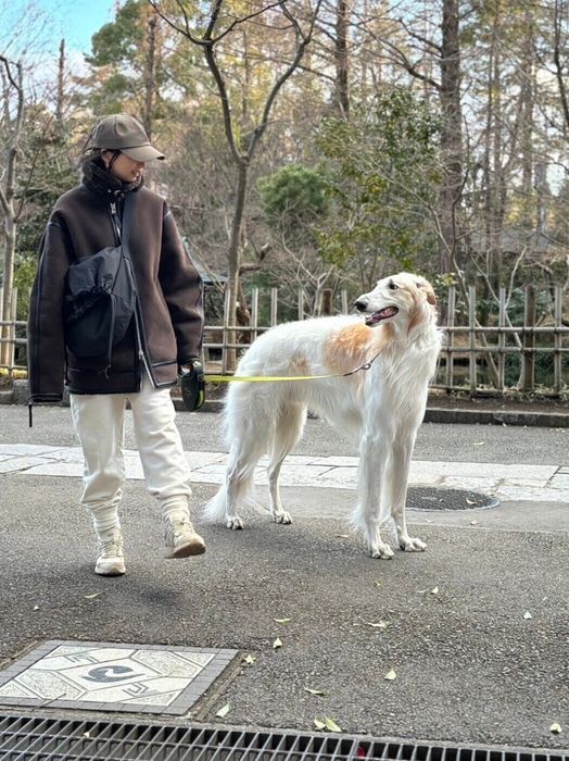 別の日のお散歩中の様子 やっぱり大きい