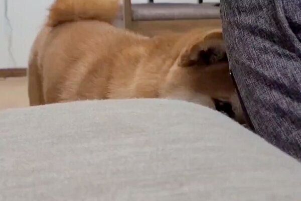 二度見が上手な麦くん