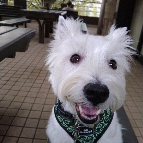 ニコニコのウエスト・ハイランド・ホワイトテリア いぬのきもち