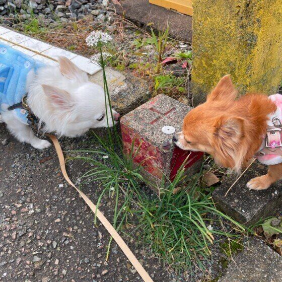 散歩中にくんくんしているナッツちゃん