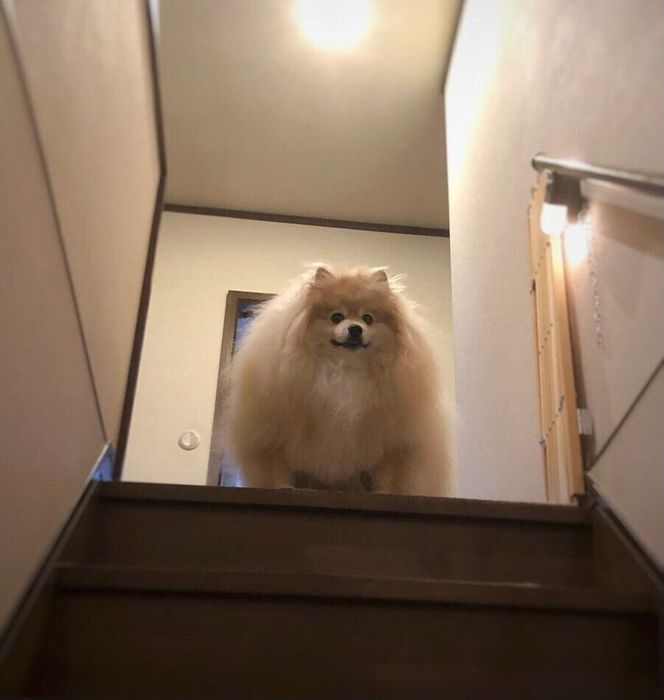 階段の上に立つぽめおくん