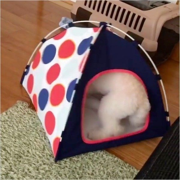 トイ・プードル