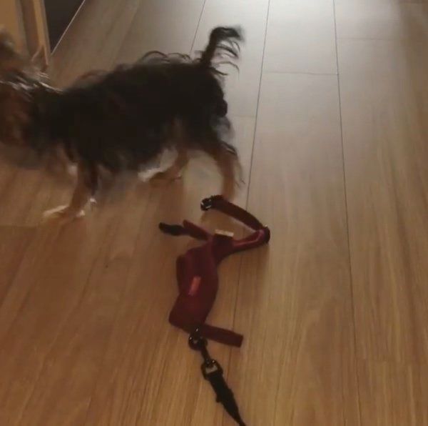 リードを見た途端逃げ出すヨークシャー・テリア