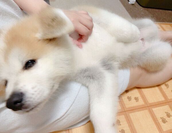 くつろぐしおんくん