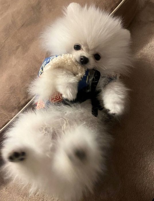 寝転がる小太郎くん