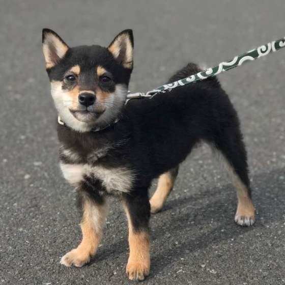 リードを付けた柴犬