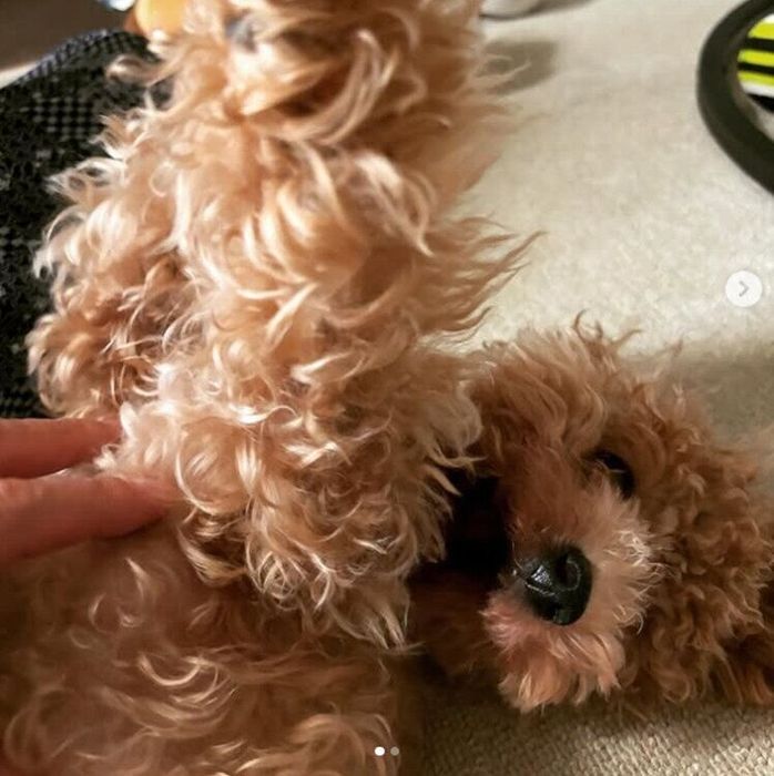 飼い主さんに甘えるチュウィちゃん