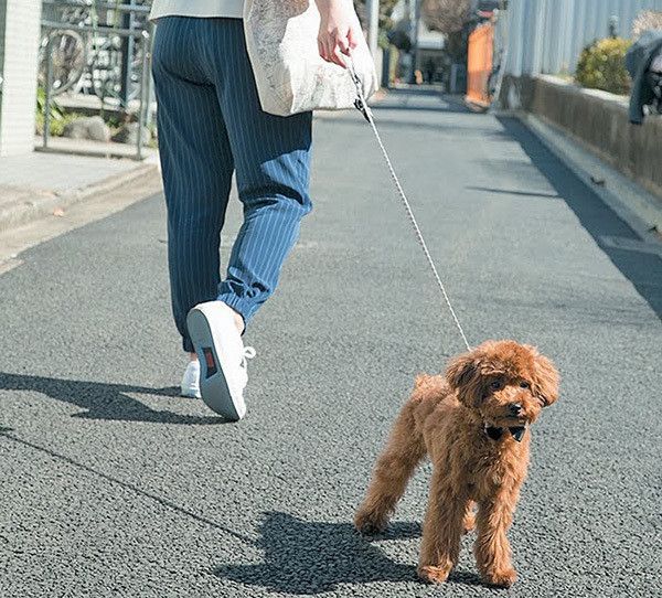 散歩するトイ･プードル