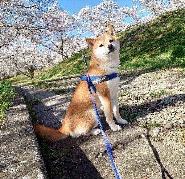 散歩をする豆蔵くん