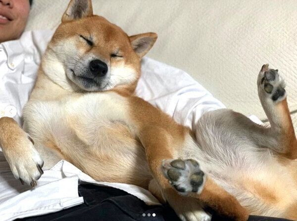 くつろぐさくちゃん