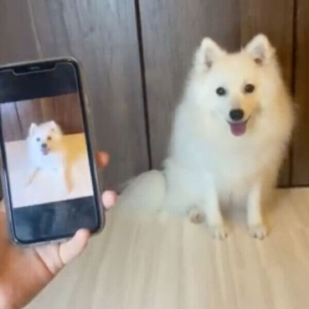 犬にスマホの写真を見せたら 同じポージングを披露 天才すぎる行動 にびっくり いぬのきもちweb Magazine 犬にスマホの写真を見せたら 同じポージングを披露 天才すぎる行動 にびっくり いぬのきもちweb Magazine