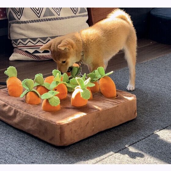 知育トイで遊ぶワンちゃん いぬのきもち