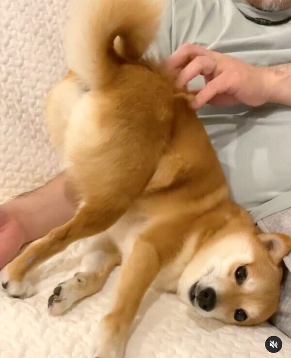 独特な体勢でなでられるにこちゃん