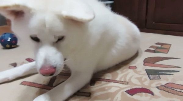 起きる秋田犬
