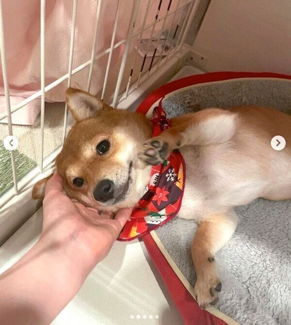 くつろぐこうめちゃん