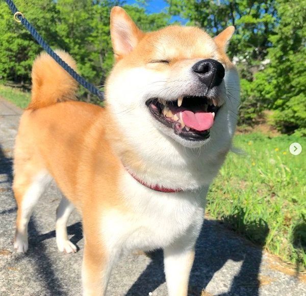 表情豊かな柴犬