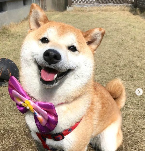 なぜ お散歩中に見つけた あるモノ にビビりまくる柴犬 いぬのきもちweb Magazine