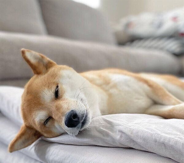 眠るすずちゃん