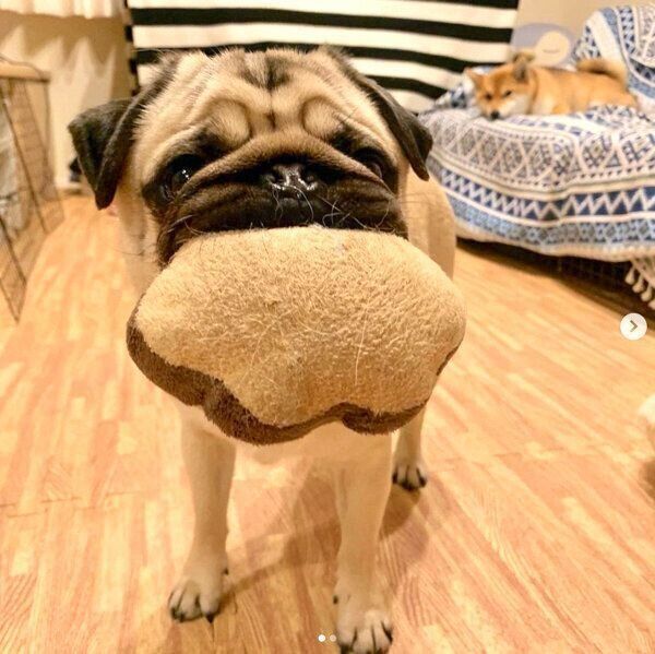 おもちゃをくわえるラルくん