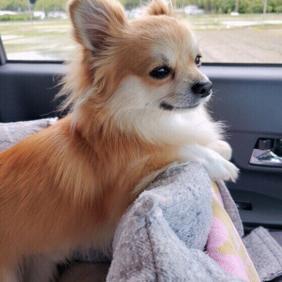 チワワのぷりんくん