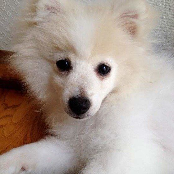 サル顔？のポメラニアン海くん