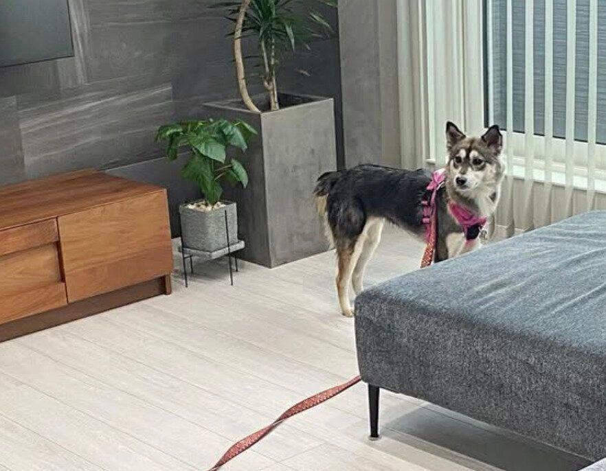 飼い主さんの家に見学に来た日のララちゃん。