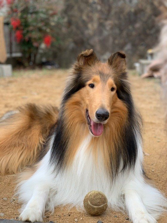 見た目は違っても仲間？意外な犬種のルーツ ラフ・コリー