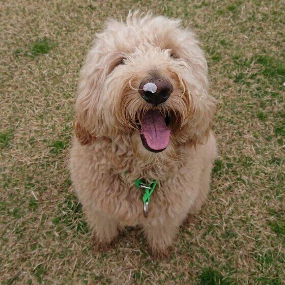 鼻に花びらがのってるゴールデンドゥードル