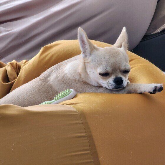 犬がおもちゃや食べ物をお気に入りの場所に運ぶのはなぜ？ 犬がモノを隠す・集める理由と心理 いぬのきもち