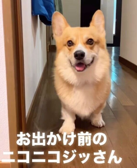 お出かけ前のジノくん