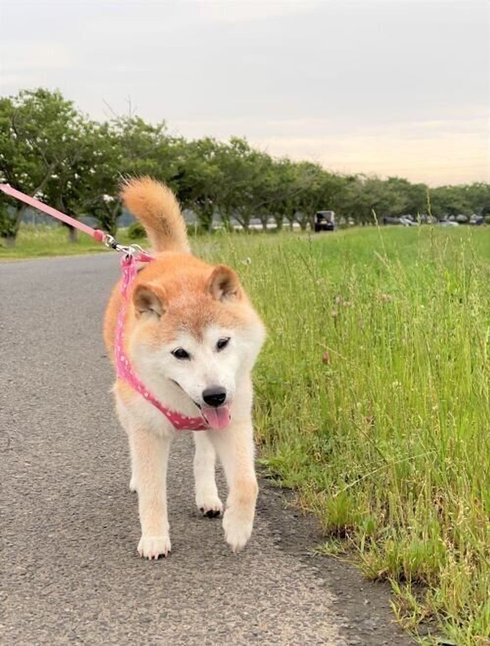 お散歩帰りに キュンキュン 鳴くのはなぜ 柴犬かぼすちゃんと暮らして12年半 そばにいて思うこと いぬのきもちweb Magazine お散歩帰りに キュンキュン 鳴くのはなぜ 柴犬かぼすちゃんと暮らして12年半 そばにいて思うこと いぬのきもちweb Magazine