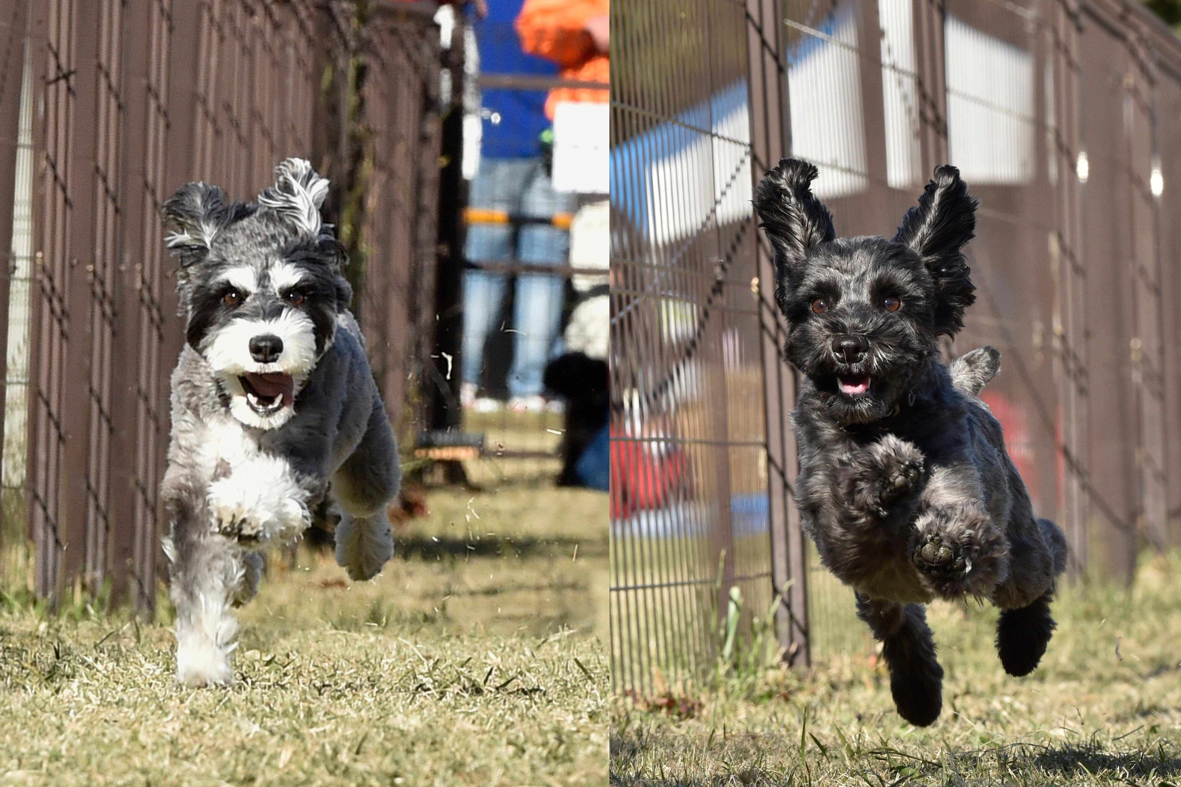 タイムレース50アンチノールカップに参加したミニチュア・シュナウザー
