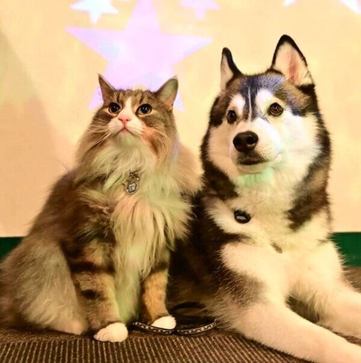 仲良しで微笑ましい光景に癒される 犬 猫 それぞれの日常 いぬのきもちweb Magazine 仲良しで微笑ましい光景に癒される 犬 猫 それぞれの日常 いぬのきもちweb Magazine