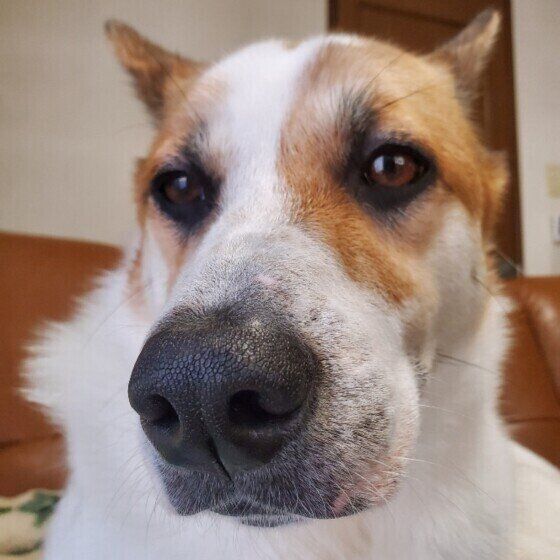 少しでも近くにいたい？ 犬が飼い主のトイレまでついてくる理由 いぬのきもち