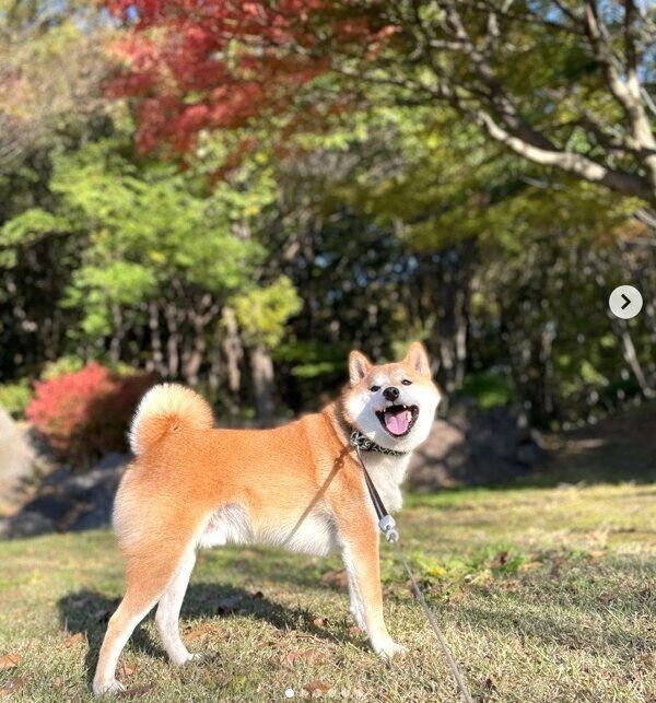 お散歩を楽しむ松くん