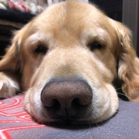 くつろぐゴールデン・レトリーバー