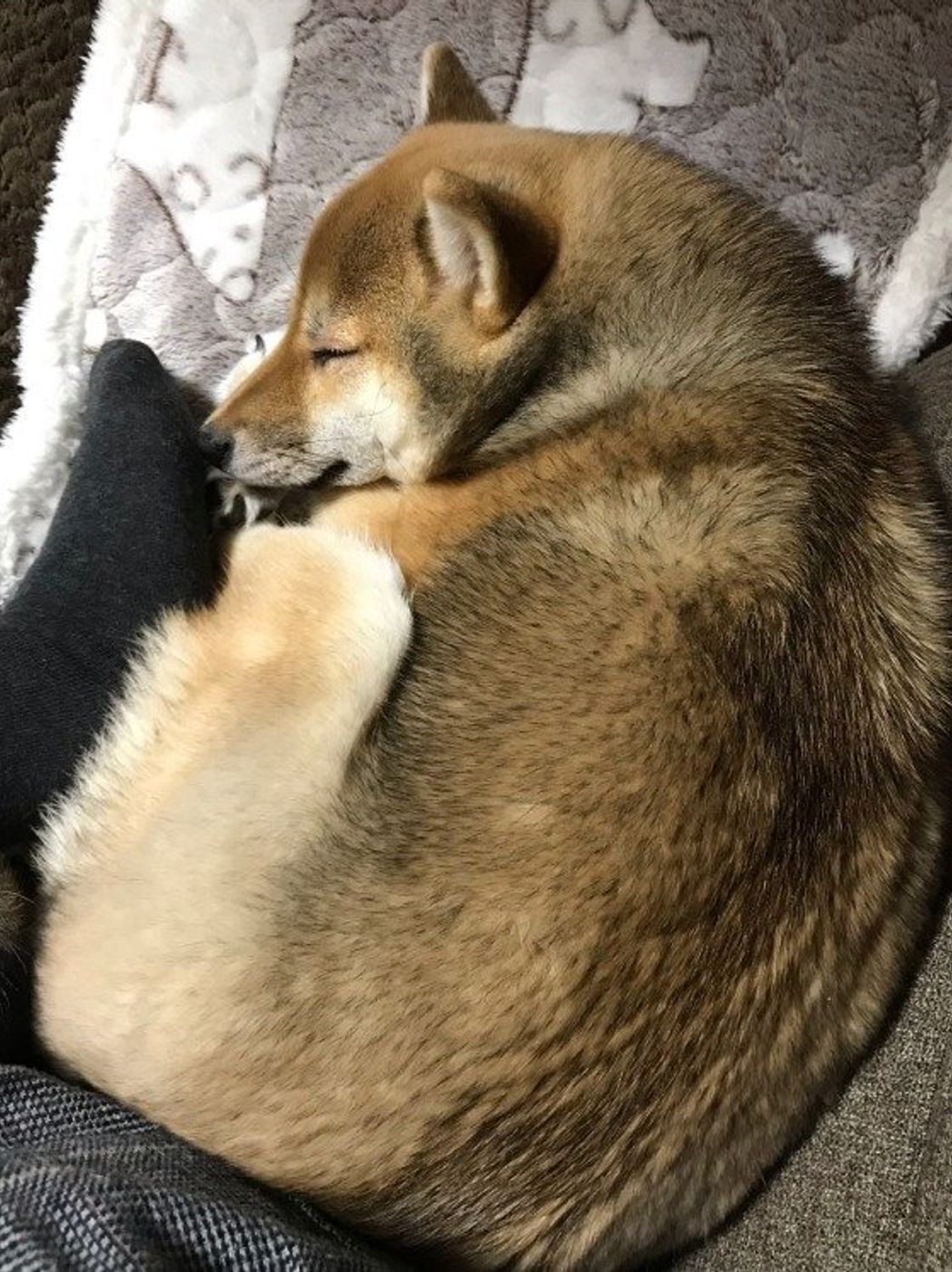 犬が 背中やお尻を飼い主さんにピタリ 愛犬はどんな気持ち いぬのきもちweb Magazine 犬が 背中やお尻を飼い主さんにピタリ 愛犬はどんな気持ち いぬのきもちweb Magazine