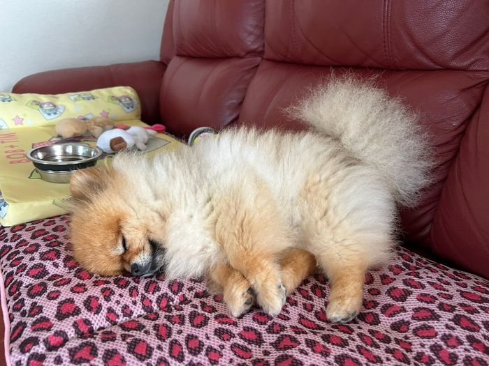 眠っているまるちゃん